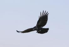  Carrion Crow in Flight  DM1743