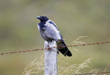  Hooded Crow DM0892