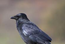 Carrion Crow DM0768