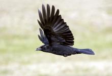 Carrion Crow