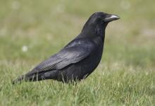 Carrion Crow