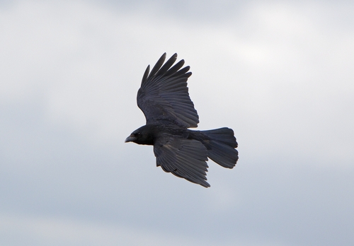 Carrion Crow in Flight 3 DM0107