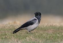  Hooded Crow DM2076