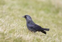 Jackdaw DM0111