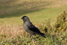 Jackdaw DM0786