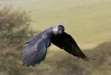 Jackdaw in Flight DM0784