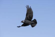 Jackdaw in Flight DM1744