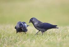 Jackdaws DM0112 