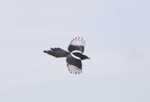 Magpie in Flight 2 DM0106