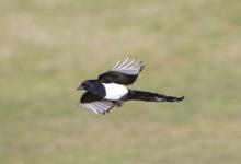 Magpie in Flight 7 DM0108