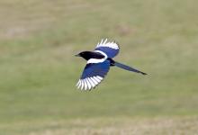 Magpie in Flight 8 DM0109