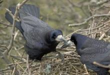 Pair of Rooks 2