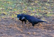 Pair Rooks Feeding DM2082