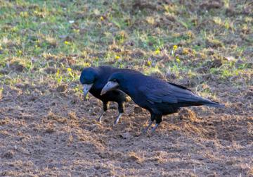 Corvids