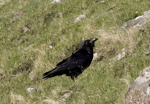 Raven DM0866