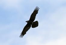 Raven in Flight DM1745