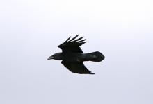 Raven in Flight DMO113