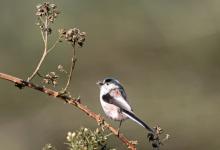    Long tail-tit  DM1854