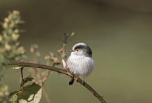    Long tail-tit DM1855