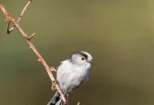    Long tail-tit DM1856