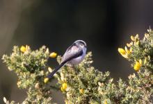    Long tail-tit DM1857