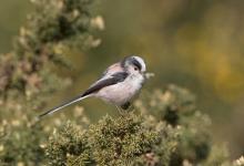    Long tail-tit DM1858