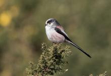    Long tail-tit DM1859