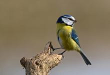   Blue Tit DM1762