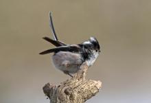   Long tail-tit DM1763