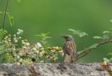  Dunnock DM1797