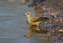  Female Crossbill  DM1779