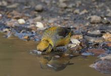  Female Crossbill  DM17882