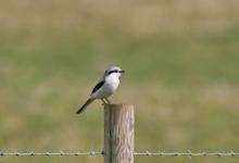  Great Grey Shrike DM1862