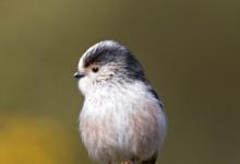  Long tail-tiT DM1765