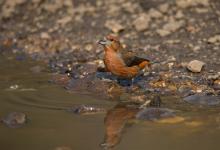  Male  Crossbill  DM1780