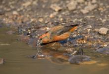  Male  Crossbill  DM1781