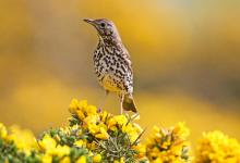  Song Thrush DM1812