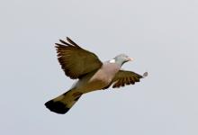  Wood Pigeon in Flight  DM1767