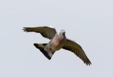  Wood Pigeon in Flight  DM1768