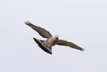  Wood Pigeon in Flight DM1769