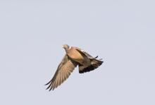  Wood Pigeon in Flight DM1770