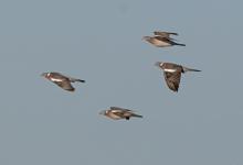  Wood Pigeons in Flight DM1853