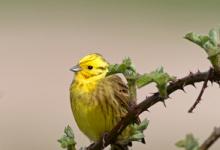  Yellowhammer  DM1863