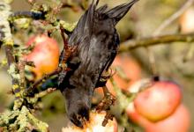Blackbird 2