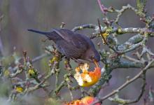 Hen Blackbird