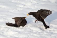 Blackbirds Fighting DM1772