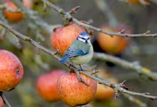 Blue Tit 2 DM0159