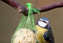 Blue Tit on a Fat Ball DM0174