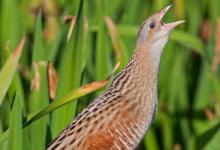 Calling Corncrake on Rock DM0852