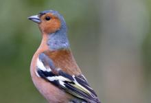 Chaffinch DM1775